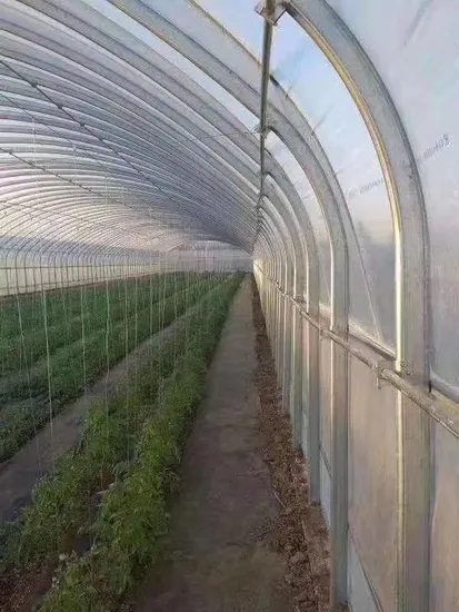 水耕栽培アクアポニックスシステムを備えた中国のマルチスパンPo/PEフィルム農業温室